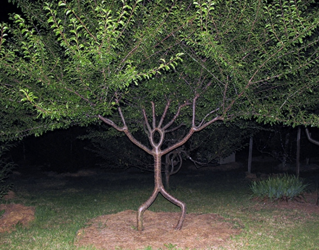 Shaped tree demonstrating arborsculpture with guided growth forming structural branches