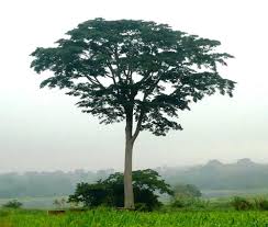 Milicia excelsa (African Teak / Iroko) tree