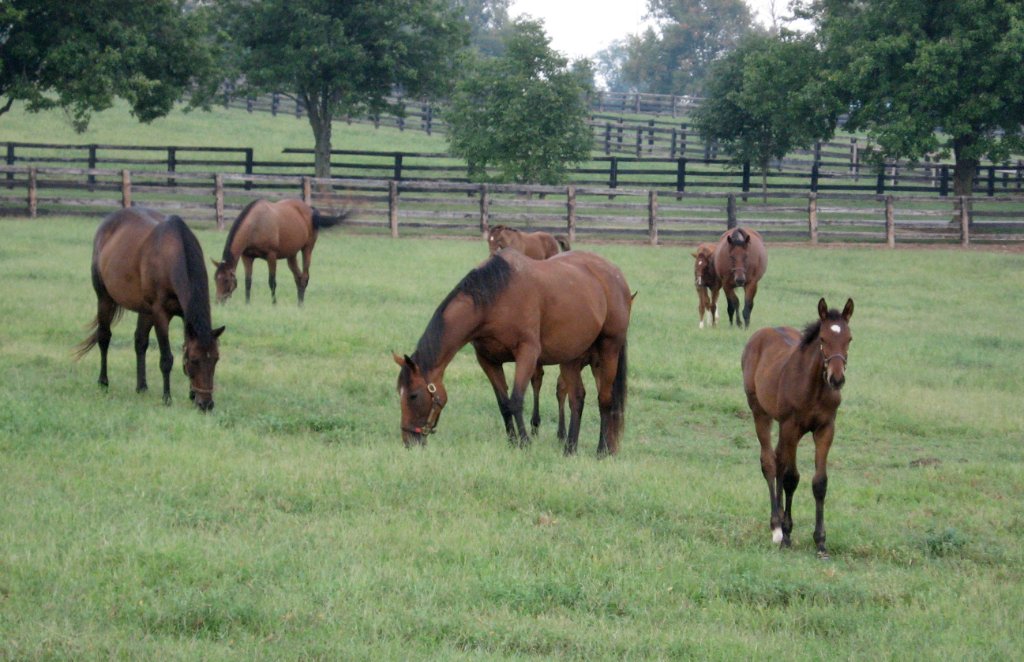 2007 — Horses in Field near Hinchman Property
