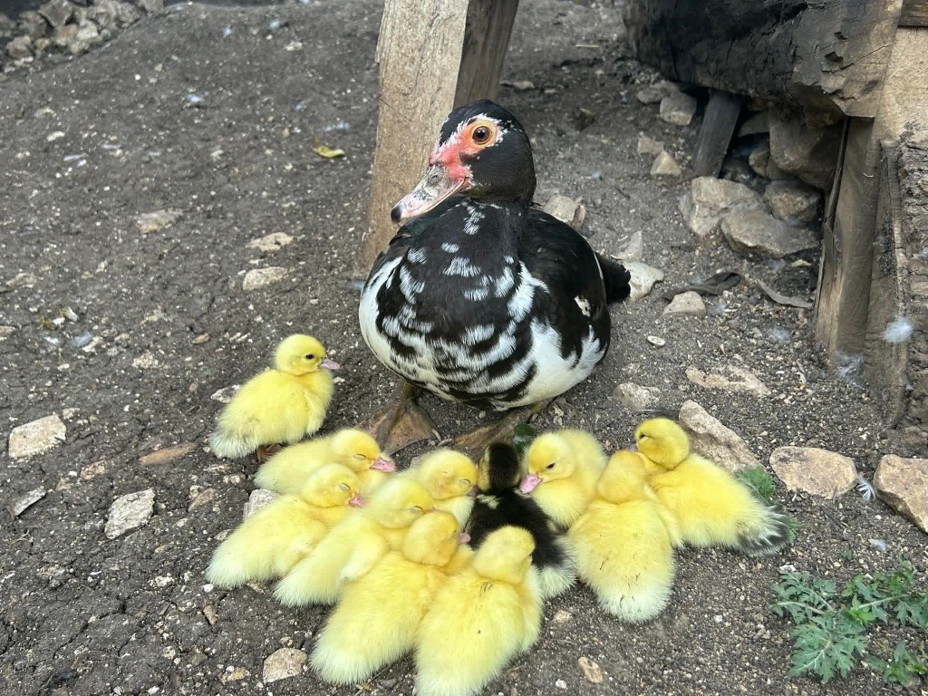 Ducks