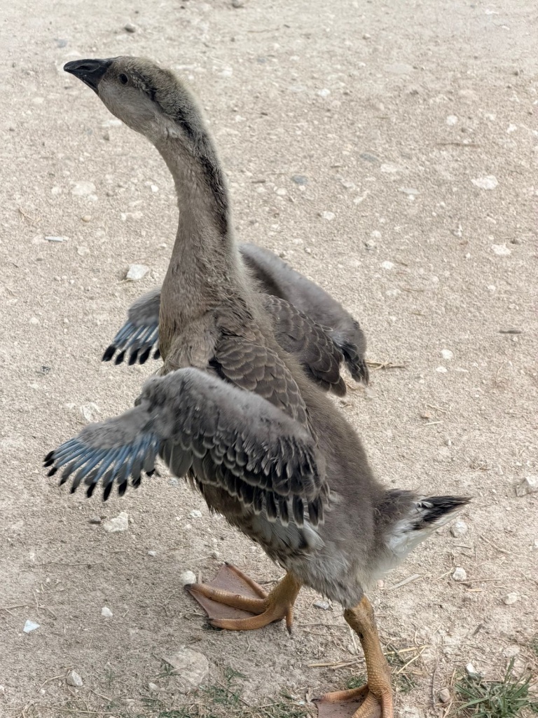 Geese