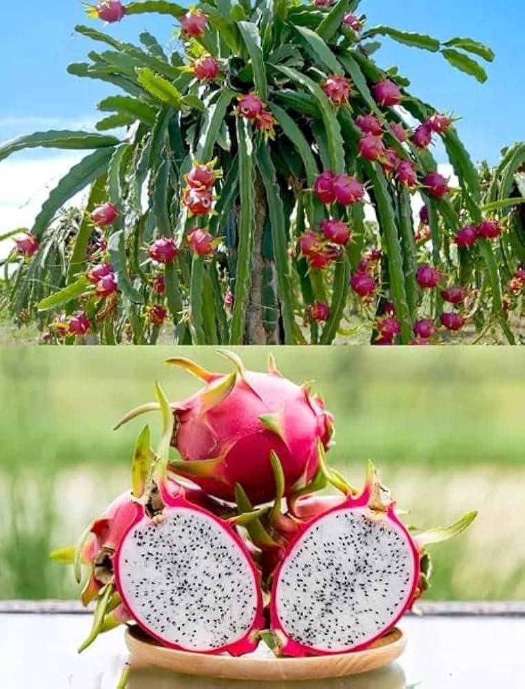 Dragon Fruit