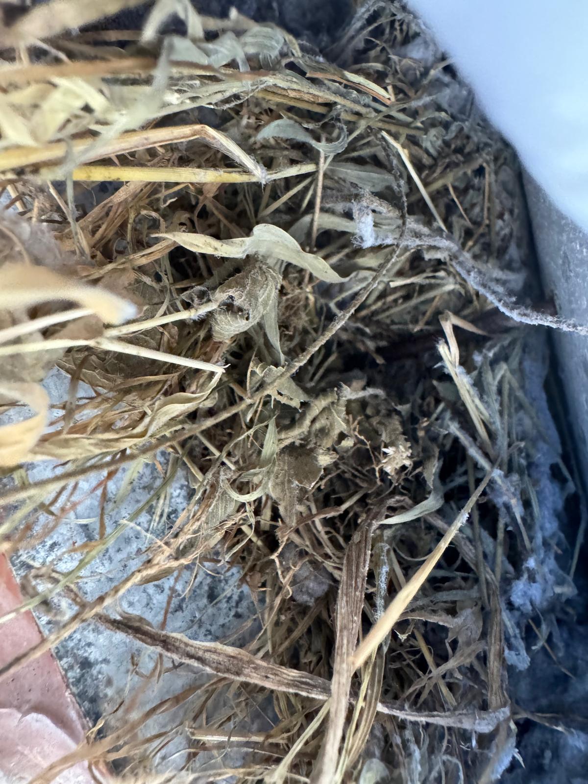 Bird nesting material visible inside vent duct — Northern Virginia bird removal service