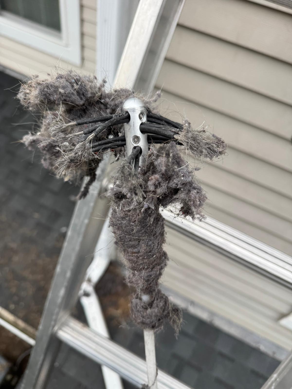 Bird guard installation — Reston, VA Professional bird guard installed on exterior dryer vent — Northern Virginia home