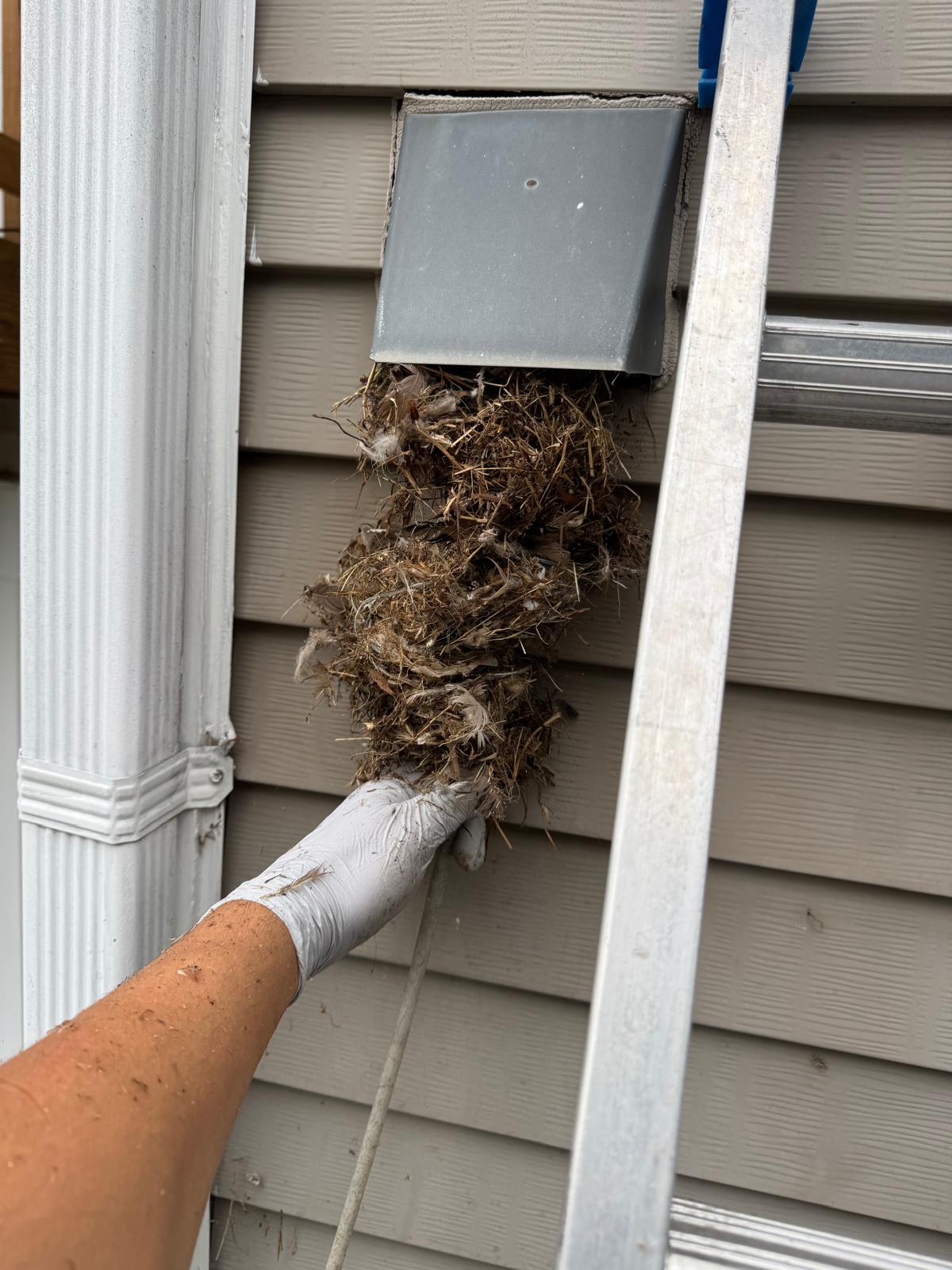 Bird nest and lint blockage removed from brick wall dryer vent — Nova Bird Removal Alexandria, VA