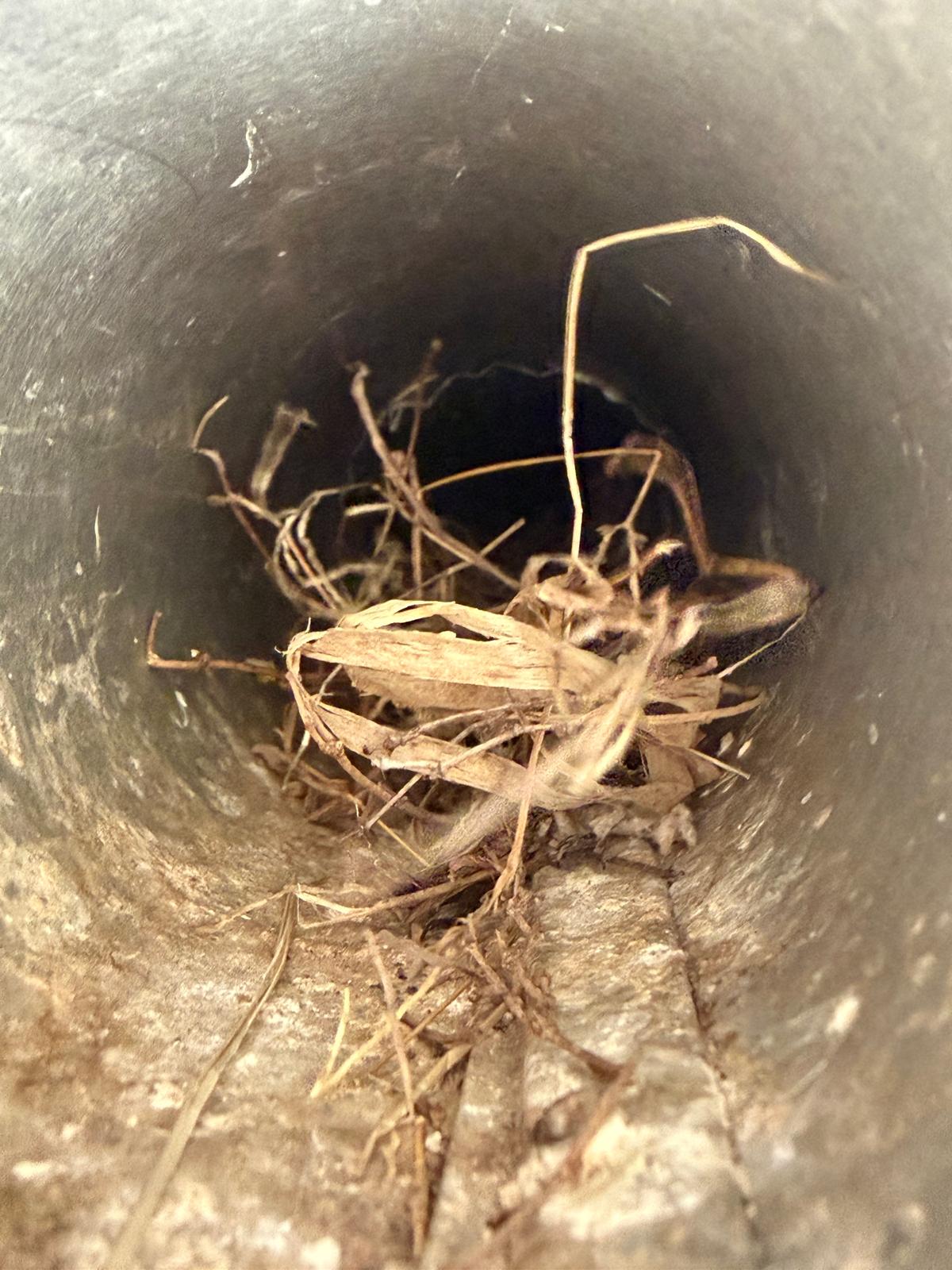 Bird nest inside dryer vent duct — Northern Virginia home Bird nest blocking dryer vent duct interior — fire hazard removed by Nova Bird Removal