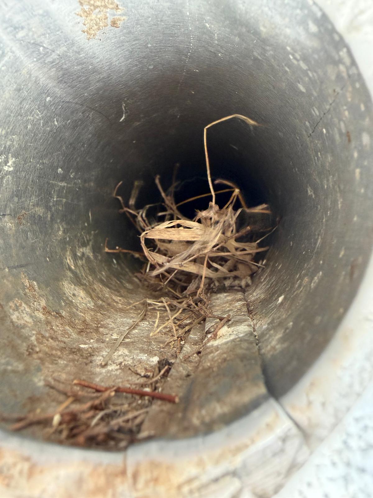 Nova Bird Removal technician holding rescued bird humanely during vent removal — Alexandria, VA