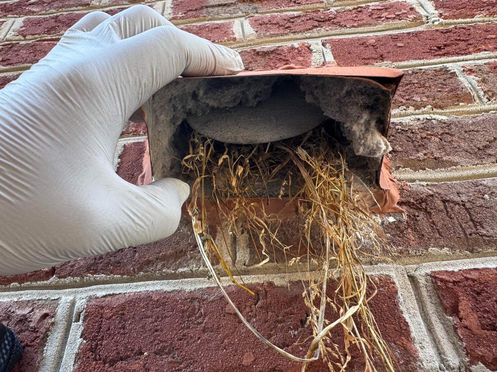 Bird nest being removed from dryer vent opening — Northern Virginia Bird nest falling from exterior dryer vent during removal — Nova Bird Removal, Northern Virginia