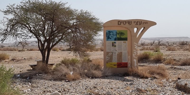 עצי שיטה בערבה