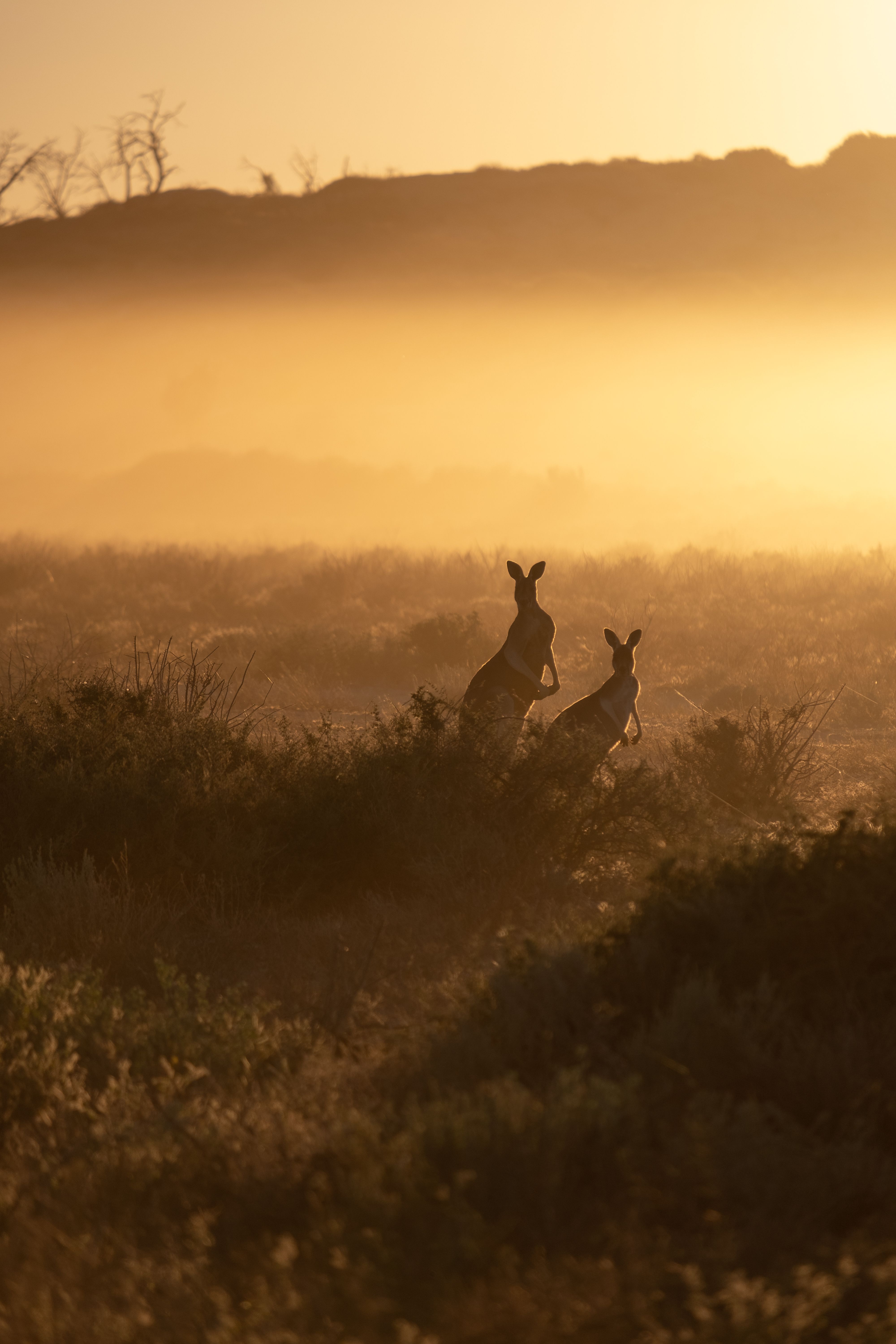 Kangaroos silhouetted against an Australian outback sunrise