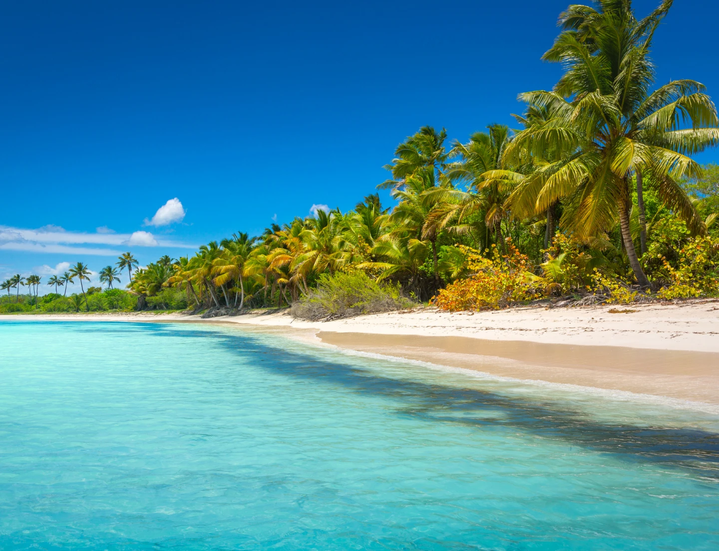 Praia tropical com areia branca e palmeiras