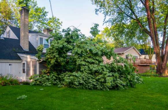 Landscape & Yard Debris Removal