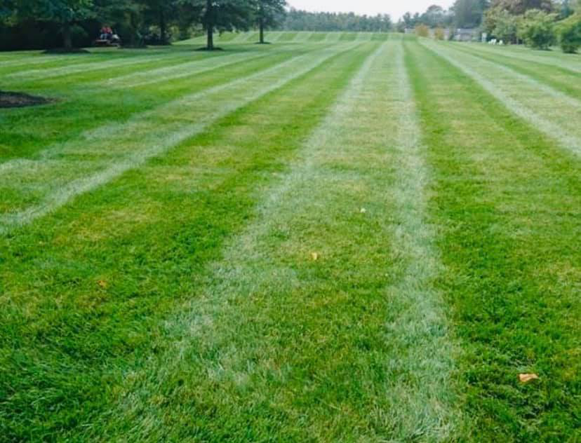 Commercial Lawn Maintenance