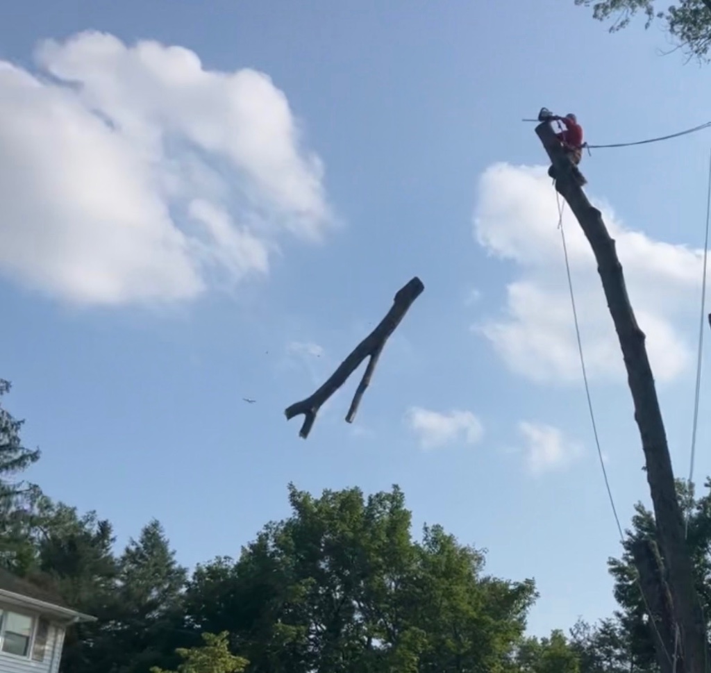 Tree Removal & Climbing Operations