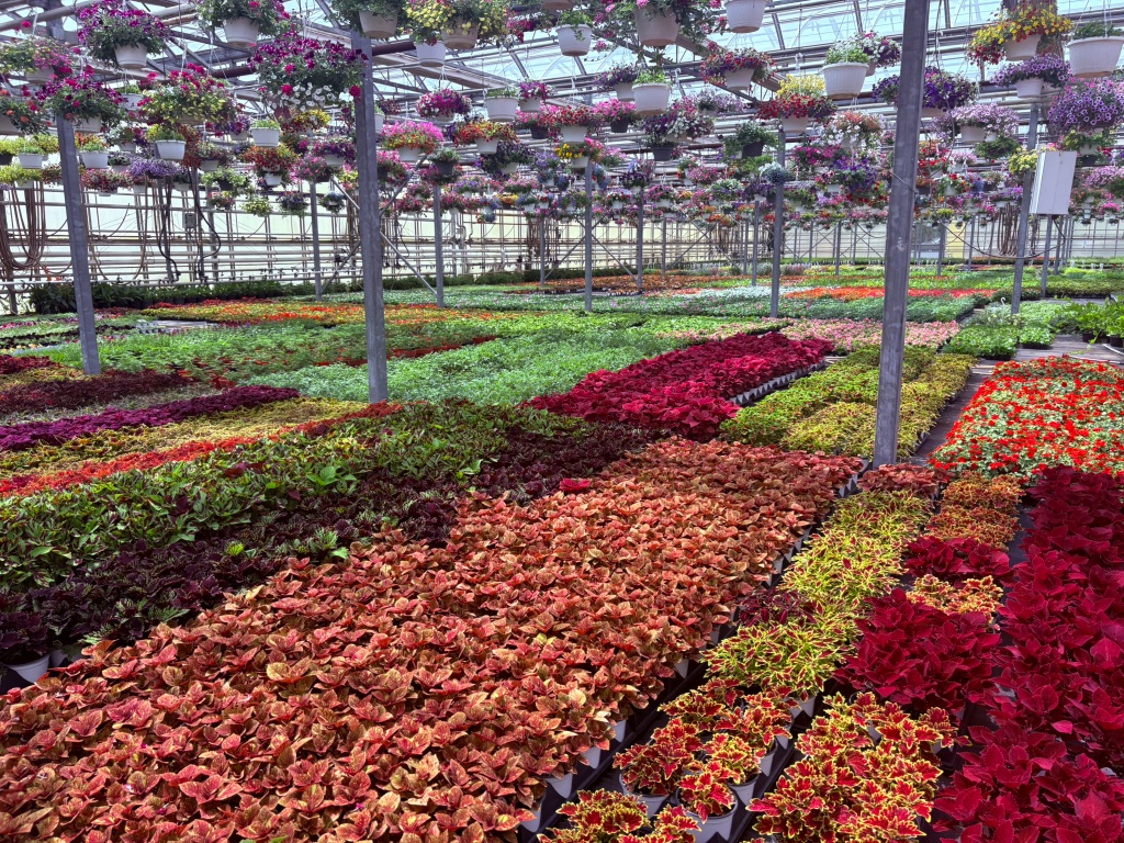 Seasonal Planting & Color Rotation
