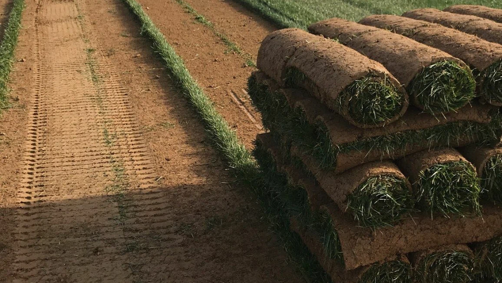 Sod Installation