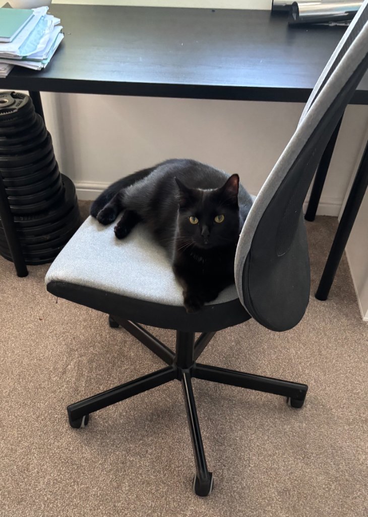 Black cat relaxing on an office chair