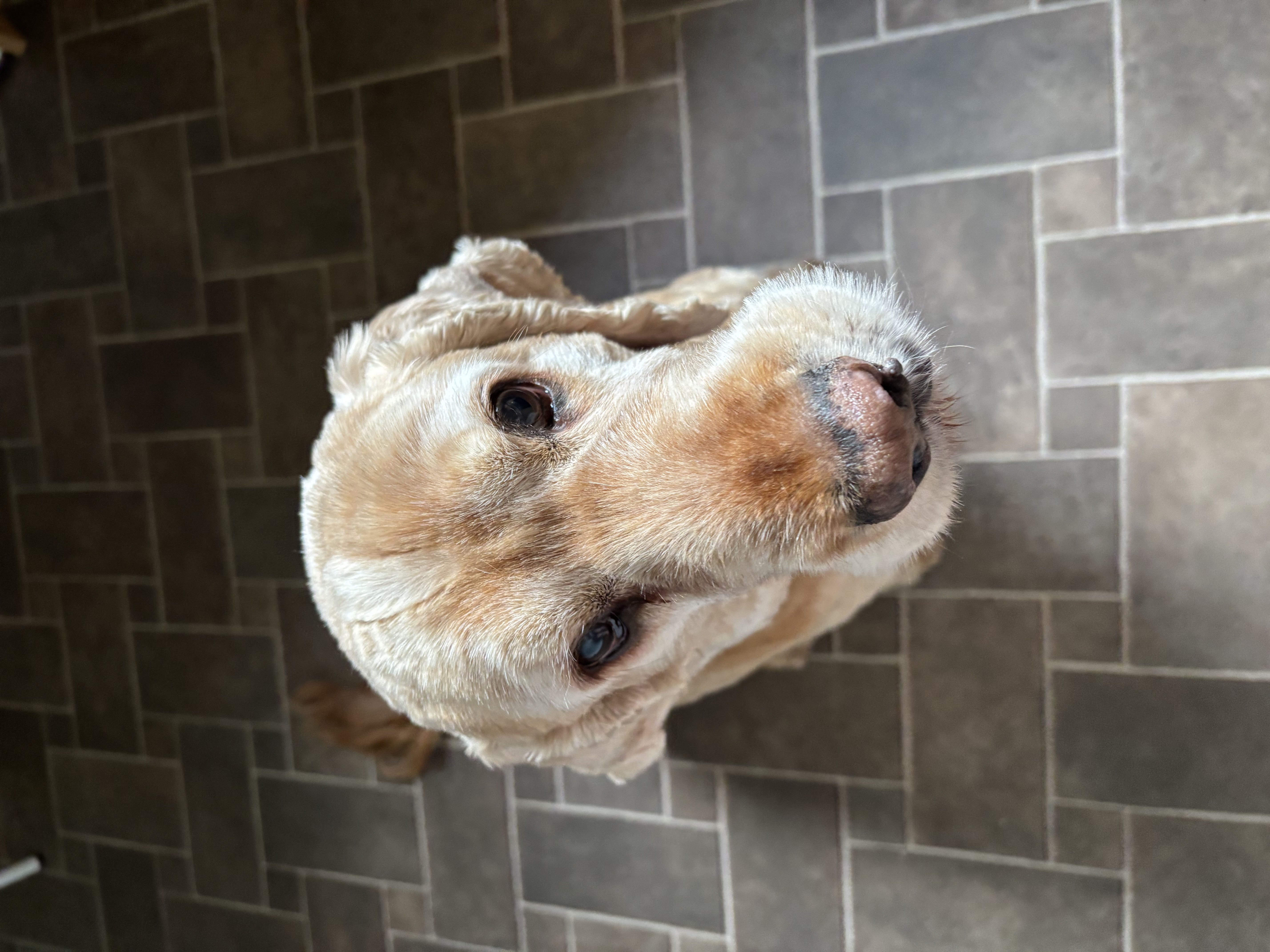 Spaniel dog sitting on a tiled floor looking up
