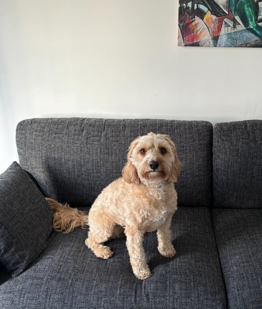 Hiccup the curly-haired dog sitting on the sofa