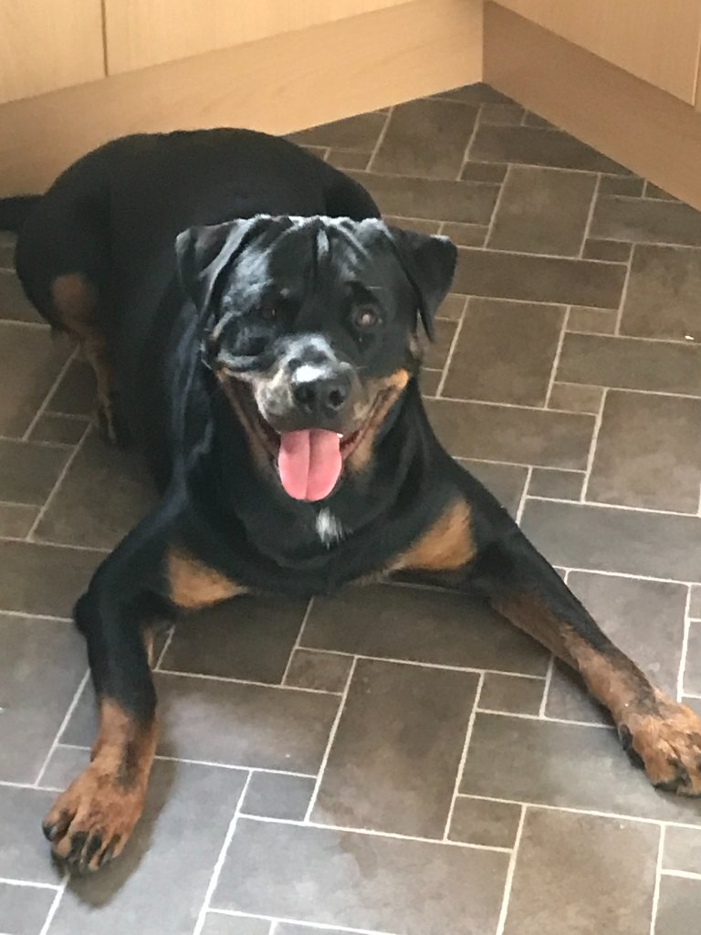 Aditi the Rottweiler lying on a tiled floor