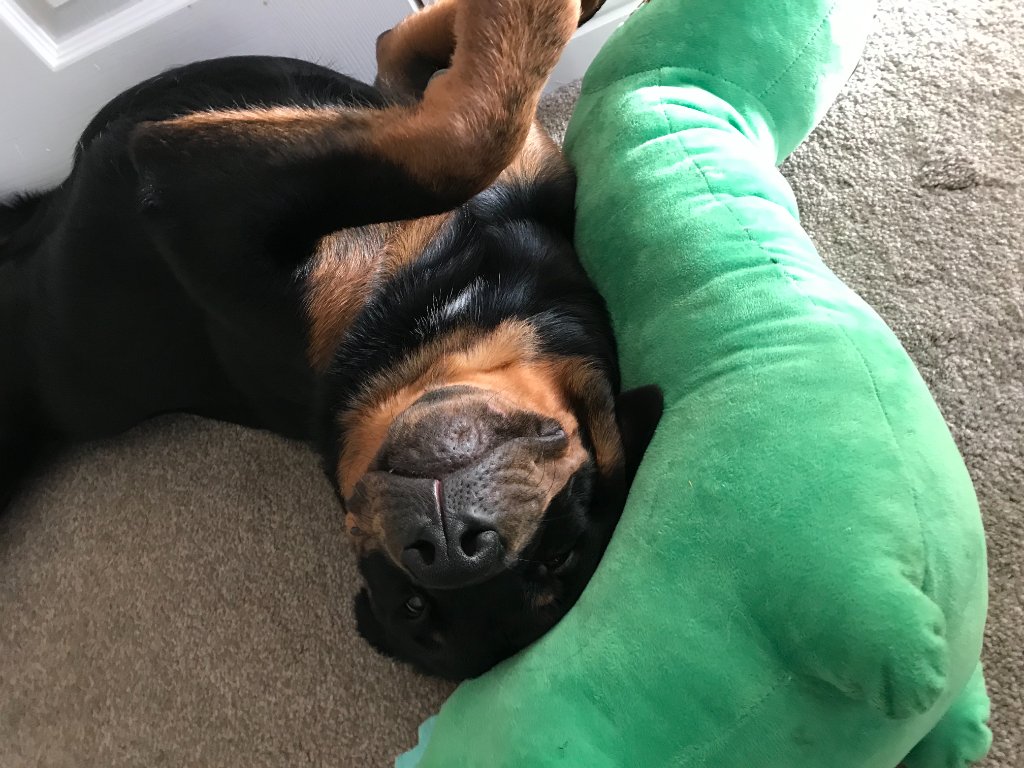 A Rottweiler lying on its back with a green plush toy