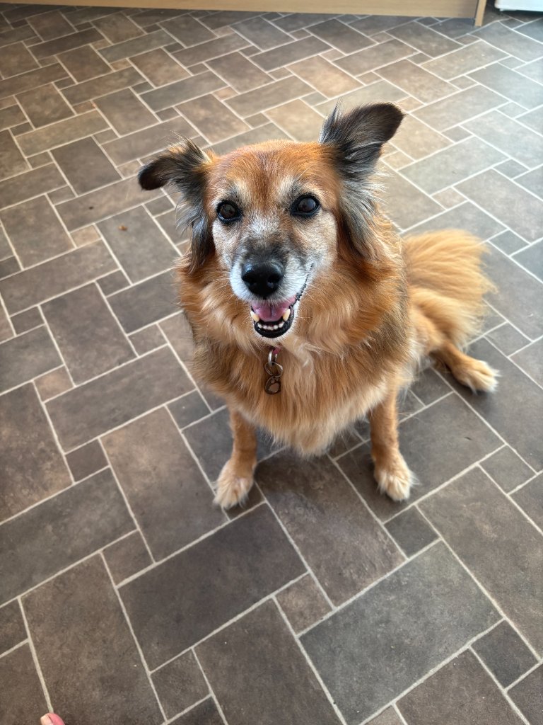 Happy golden-brown dog sitting on the floor with a big smile