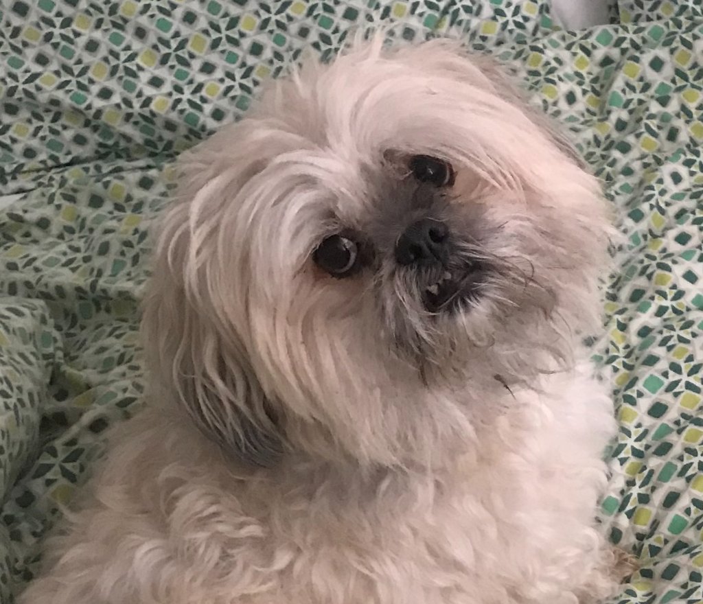 Mylo the Shih Tzu lying on a patterned fabric