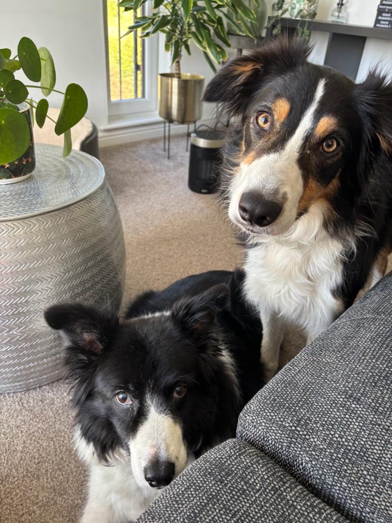 Two border collies looking up from the sofa