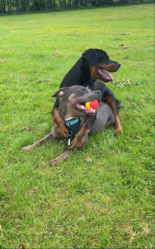 Two happy dogs playing in the park
