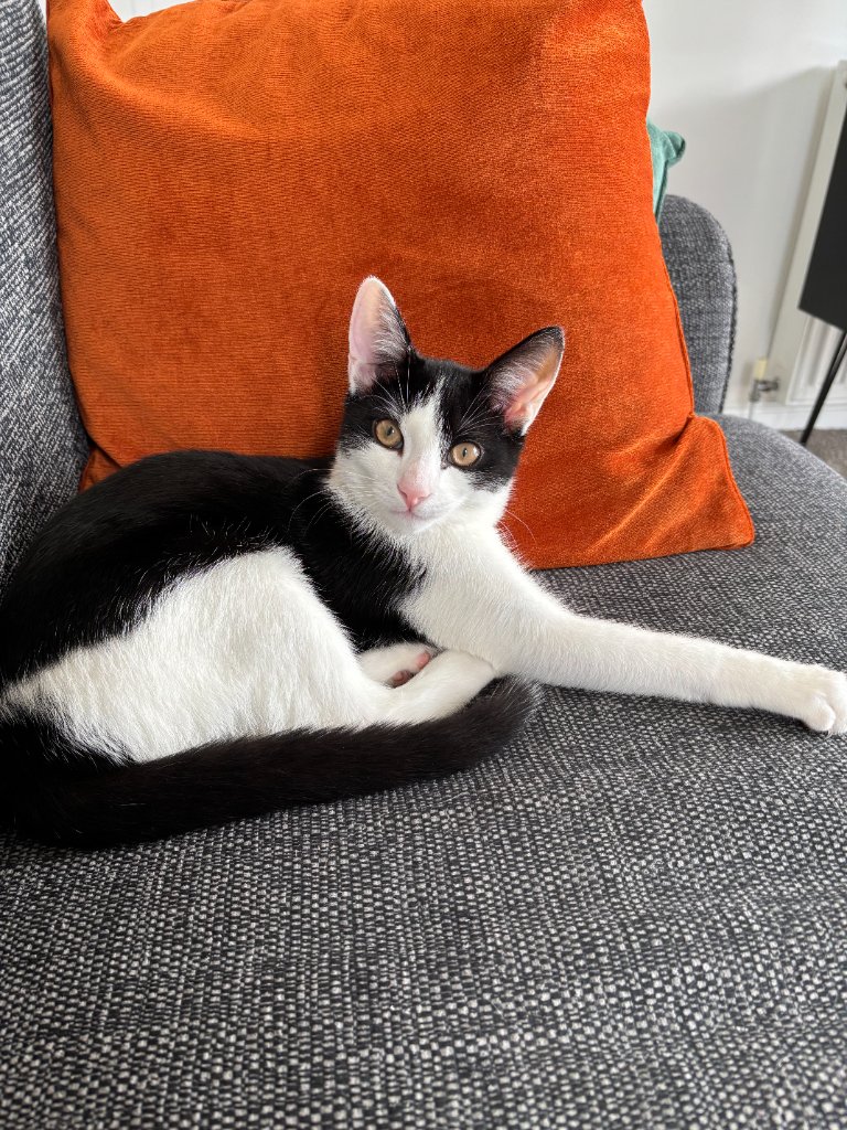 Black and white kitten sitting on the sofa