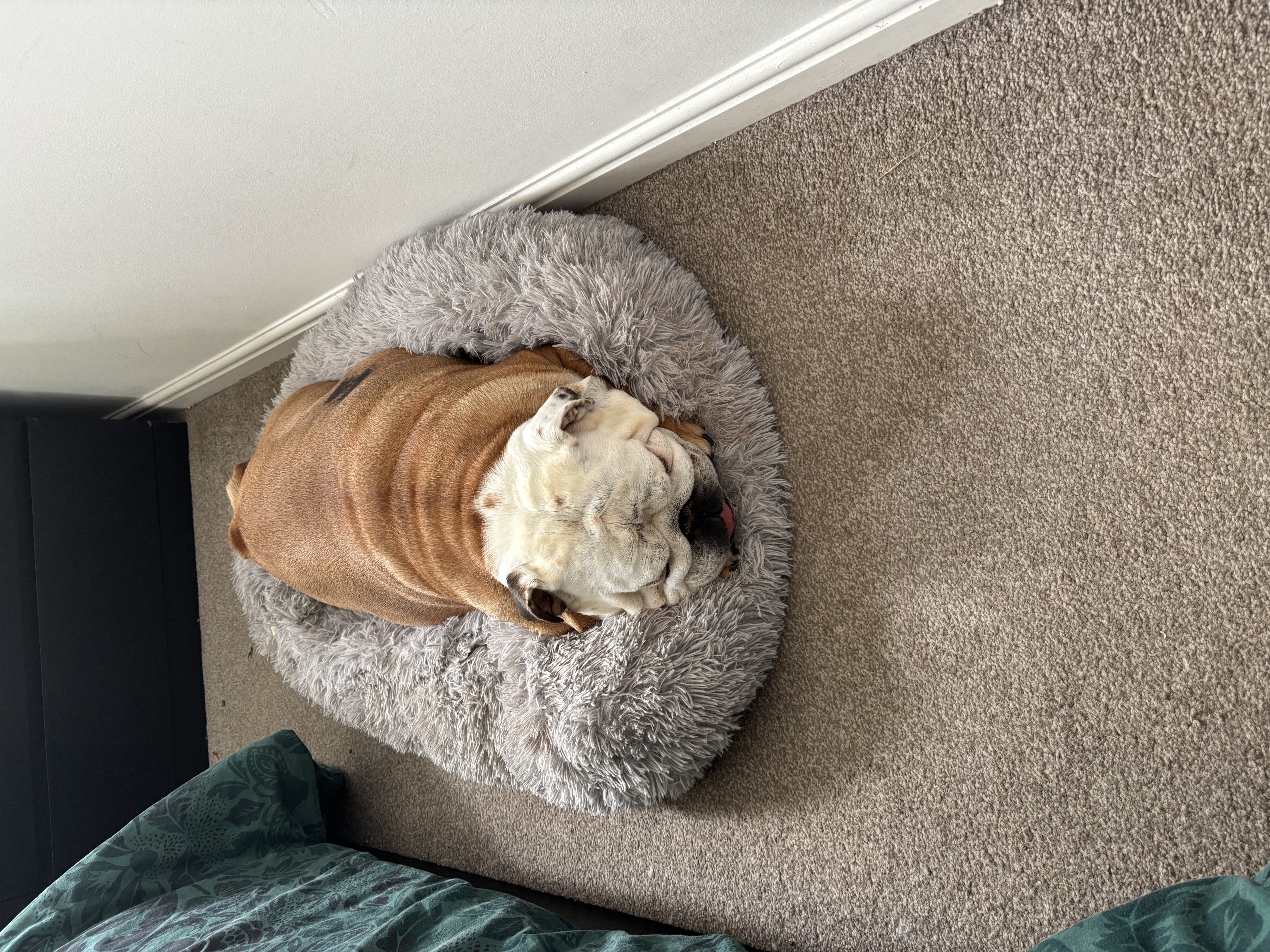 Bulldog curled up asleep in a round pet bed