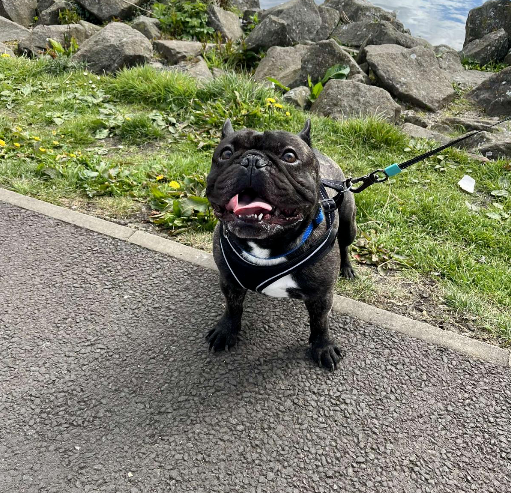 Happy French Bulldog on a walk by the water