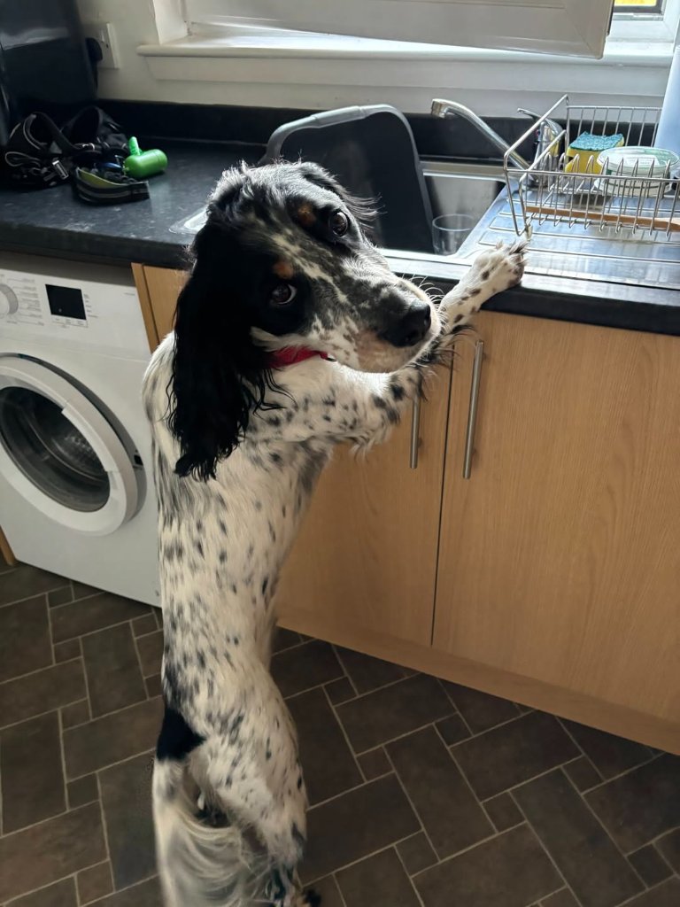 Kobe the English Setter standing at the kitchen counter