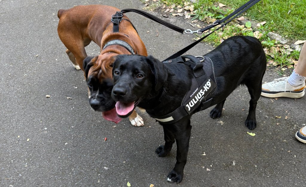Park Walks Twice a Day