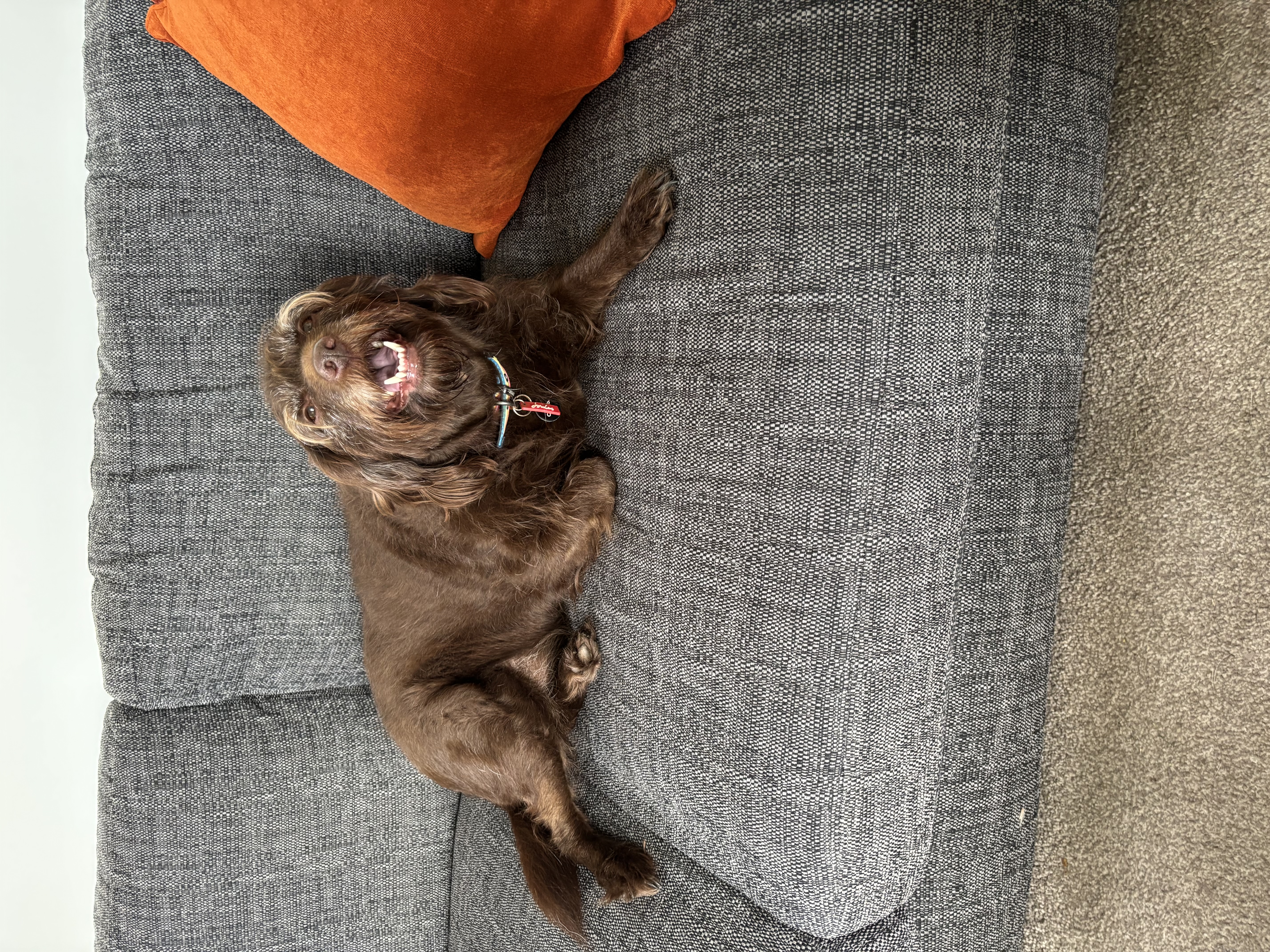 Brown dog lying on its back on a sofa in a playful pose
