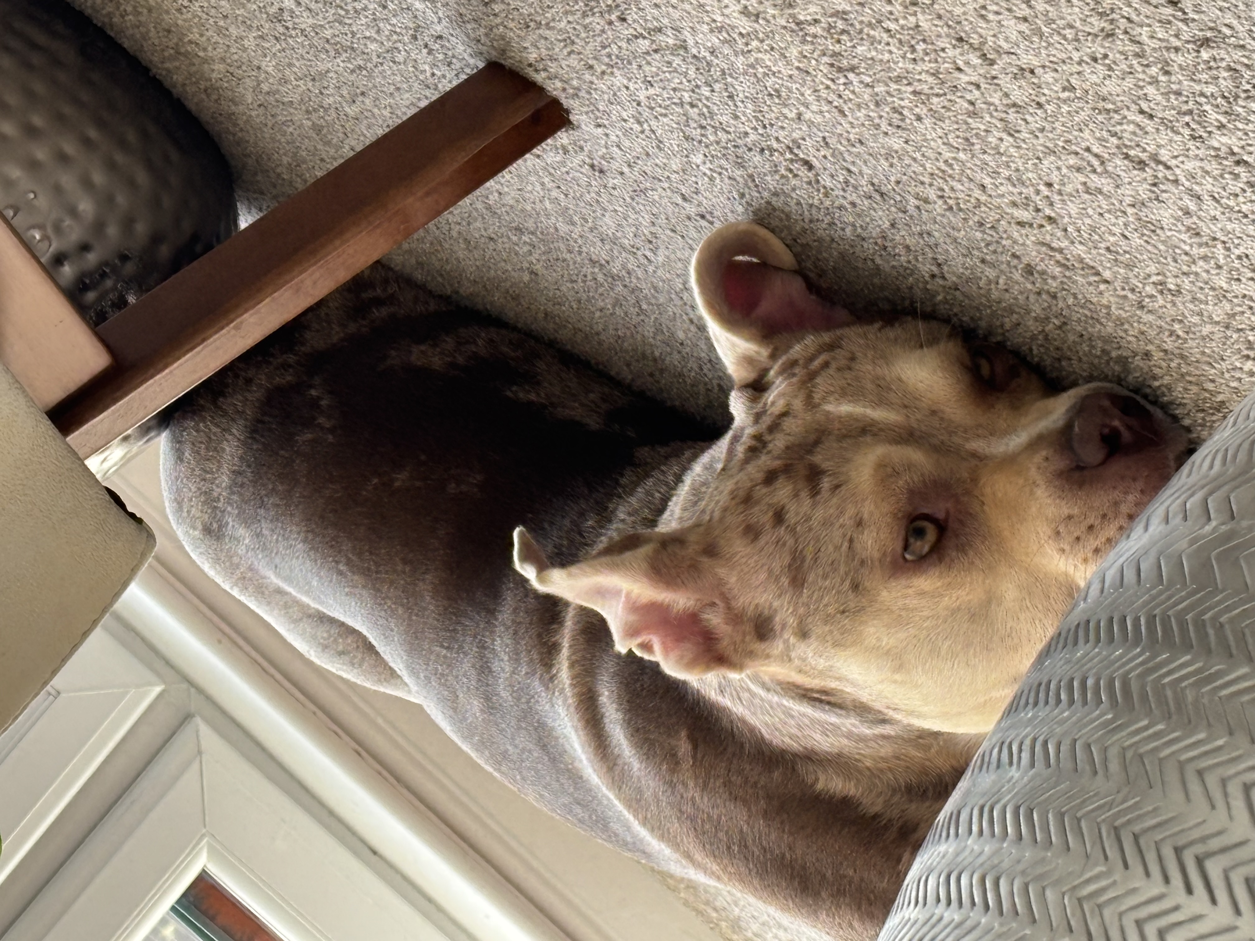 Merle-patterned dog resting on a carpet looking toward the camera