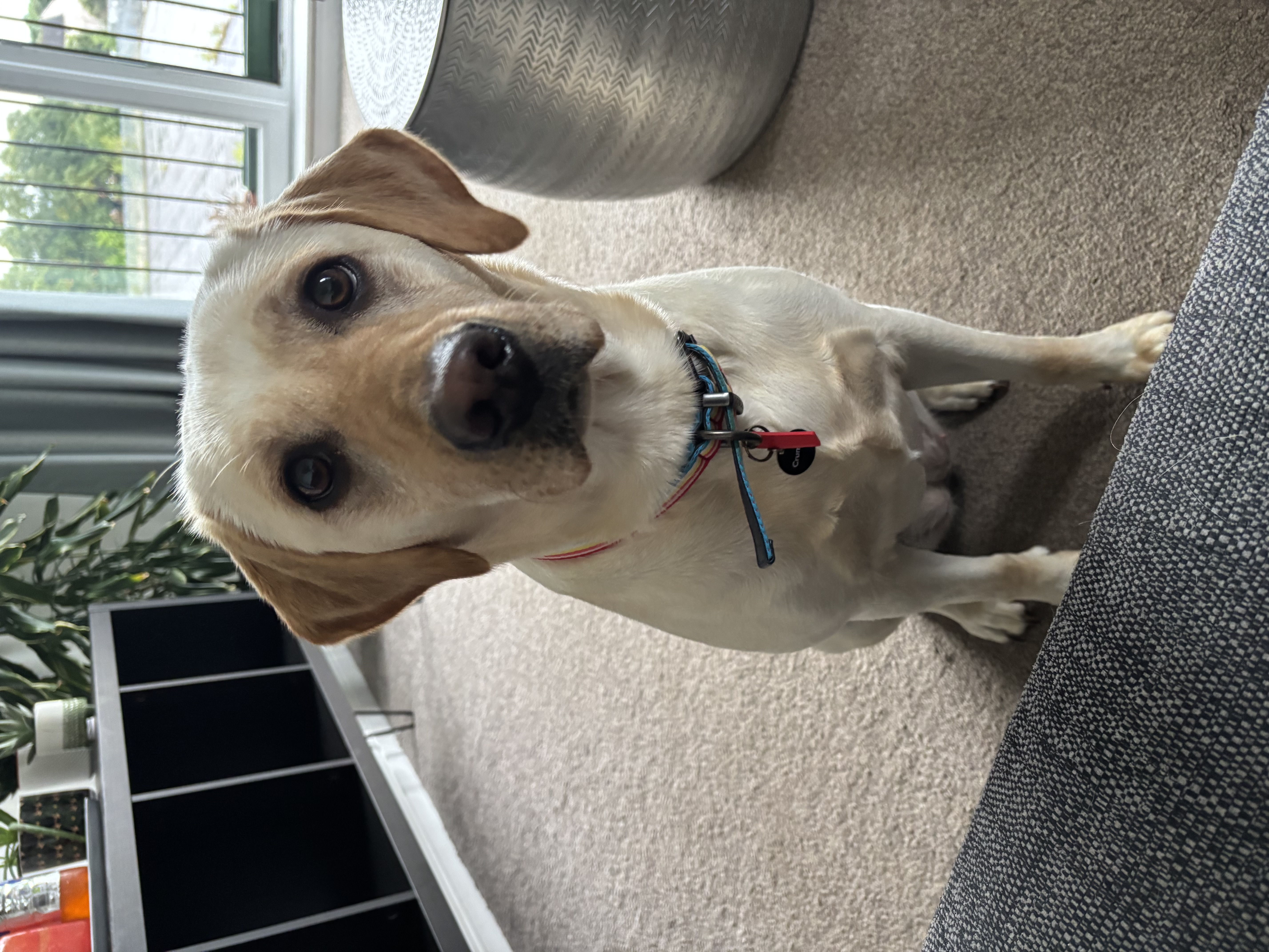 Golden Labrador sitting on a carpet looking at the camera