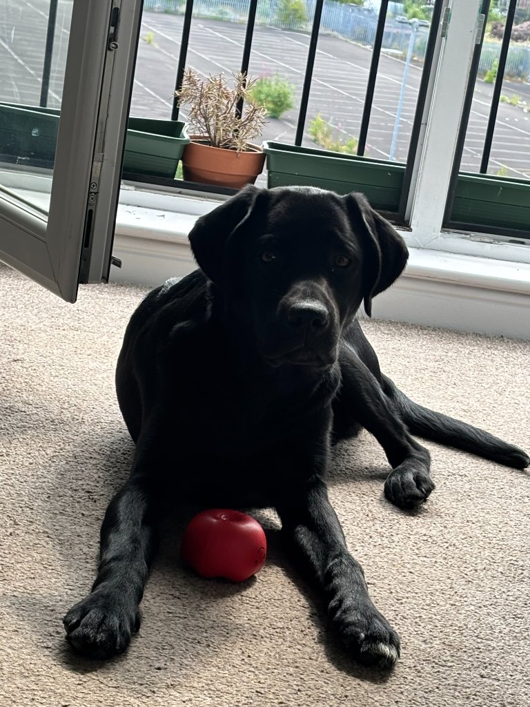 Black Labrador lying on a carpet with a red apple toy