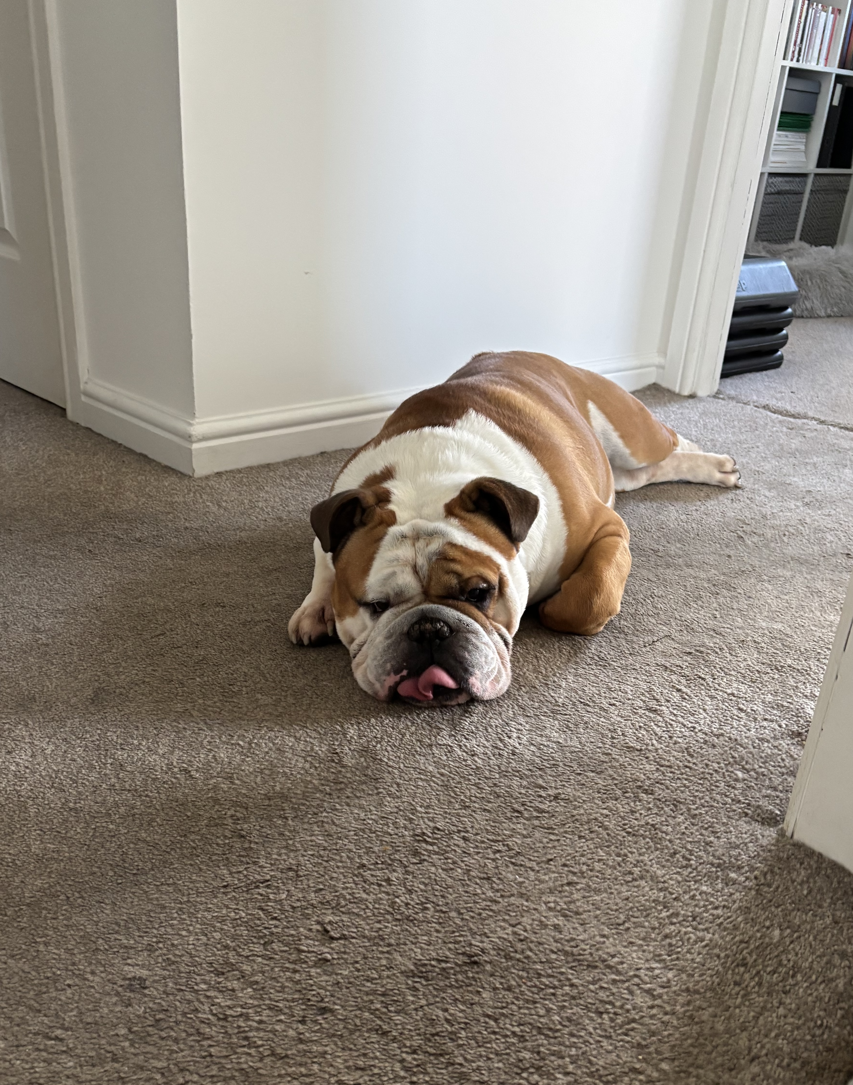 English Bulldog lying on a carpet with its tongue out