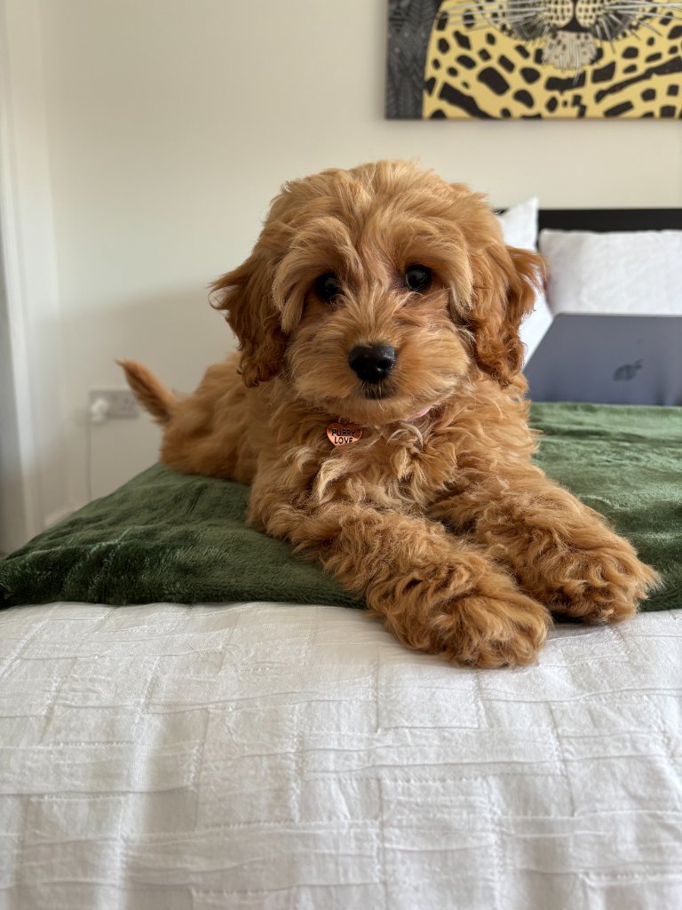Adorable golden cockapoo puppy resting on a bed
