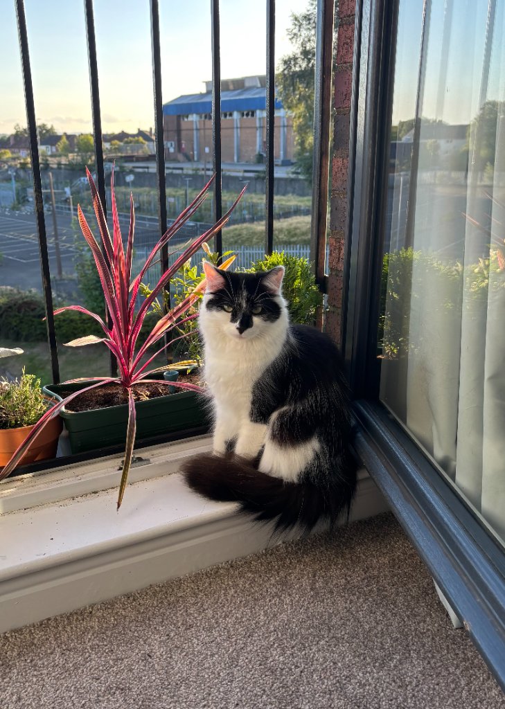 Fluffy black and white cat sitting on a windowsill