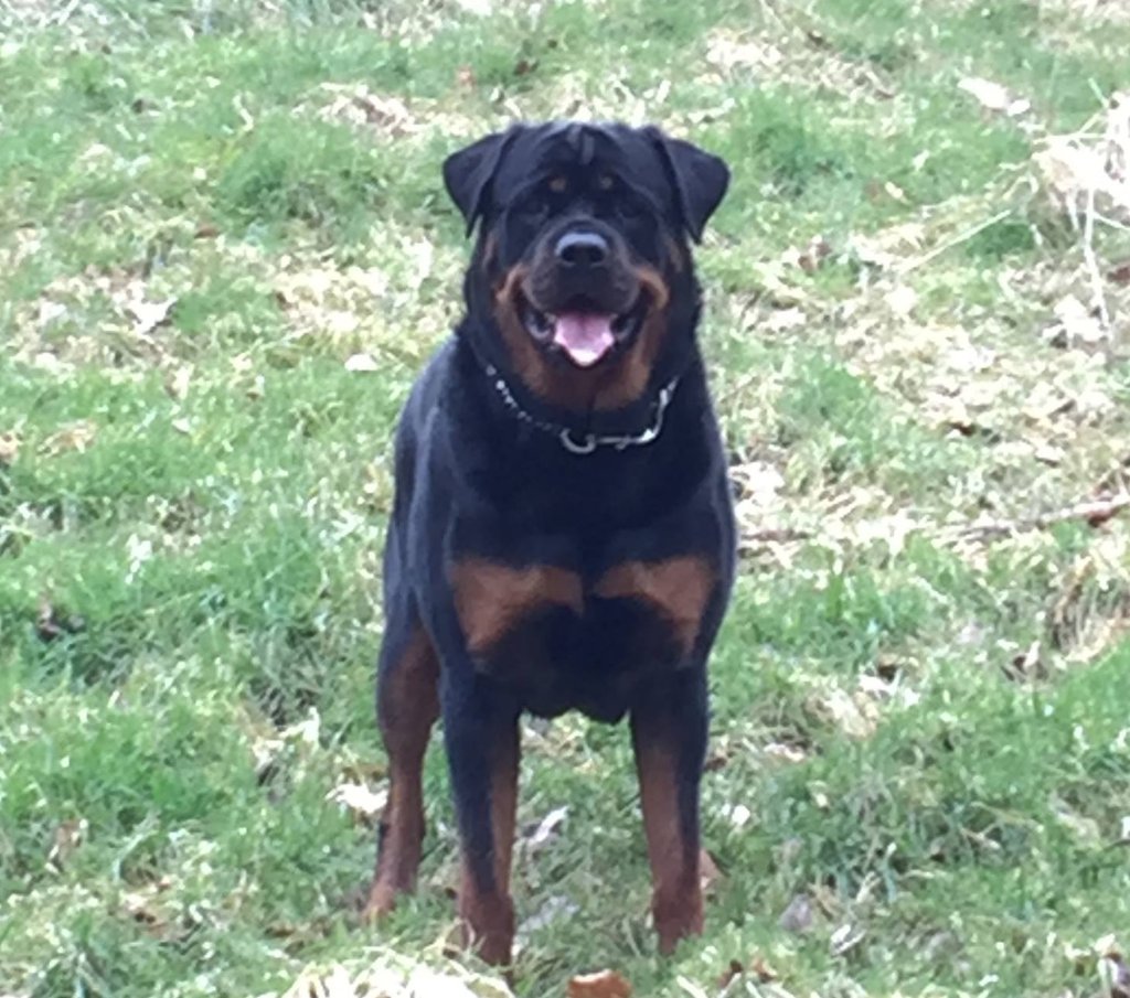 Bodhi the Rottweiler standing in the grass