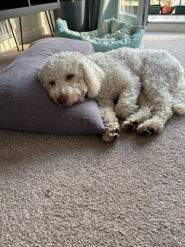 White curly dog resting its head on a pillow