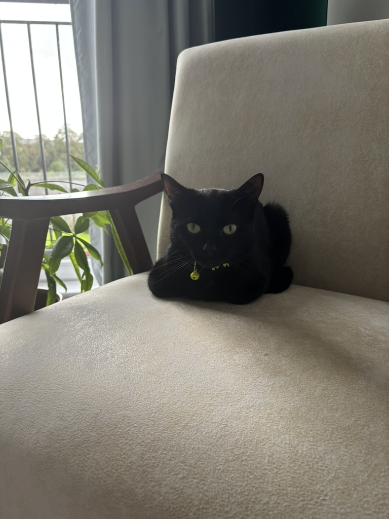 Black cat sitting in a loaf position on an armchair