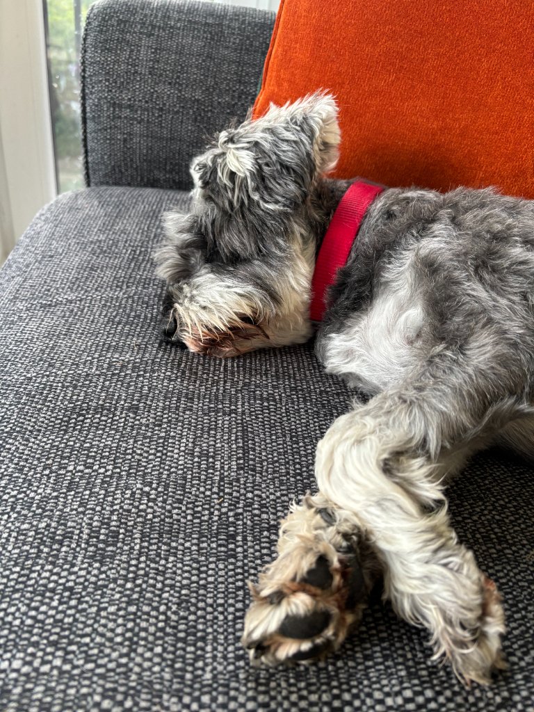 Grey and white schnauzer sleeping on a sofa