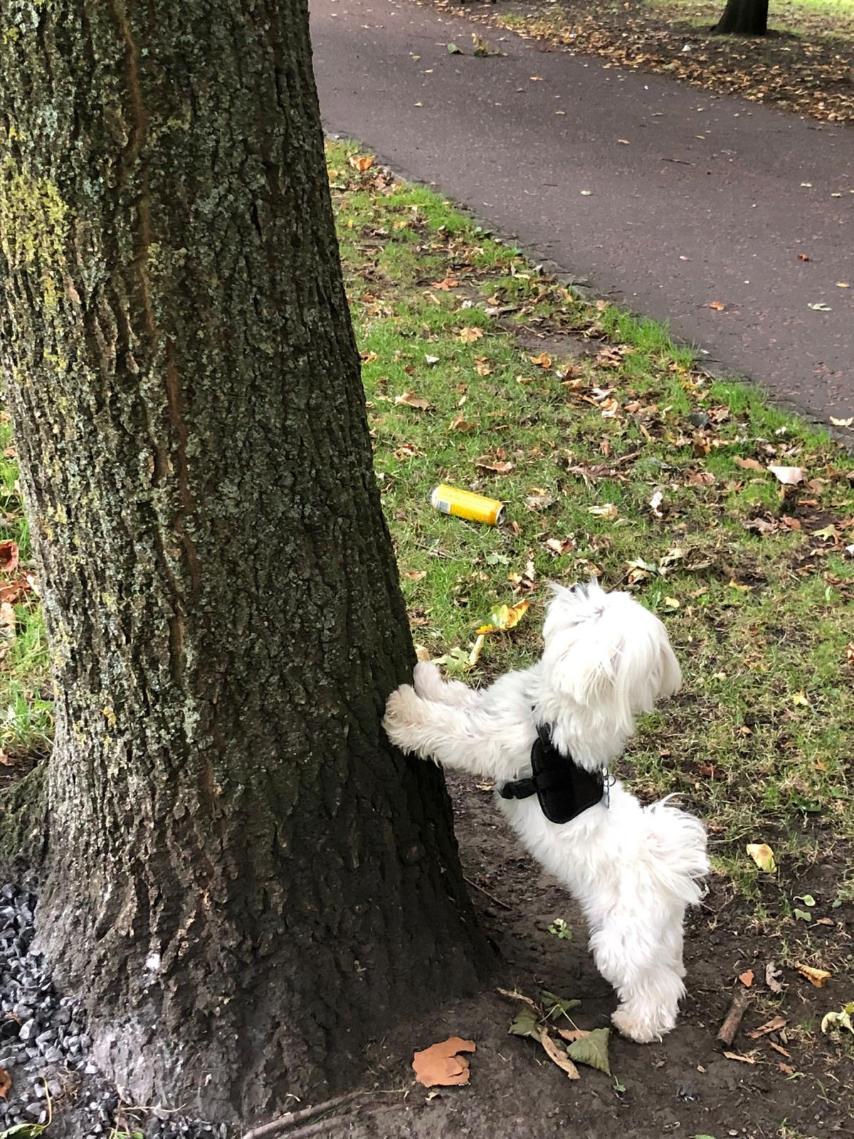 Small white dog standing on hind legs against a tree