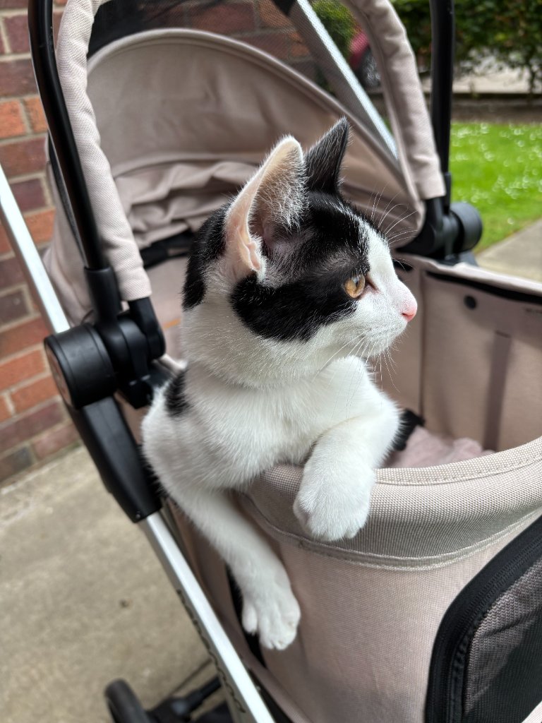 Black and white kitten resting in a pet stroller outdoors