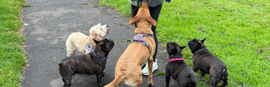 Three dogs in the park