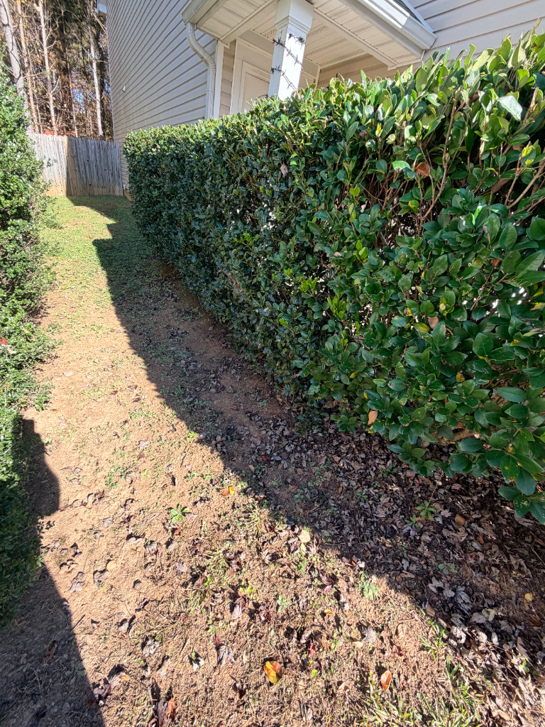 Residential hedge trimming service for a Canton GA homeowner