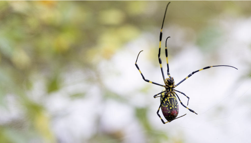 Joro spider outdoor web deterrent service for Canton GA homes